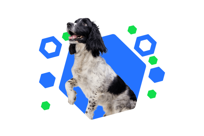 Ein niedlicher Hund mit schwarz-weißem Fell hebt seine rechte Pfote und schaut fröhlich in die Ferne. Der bunte, hexagonale Hintergrund betont die verspielte und freundliche Natur des Hundes.