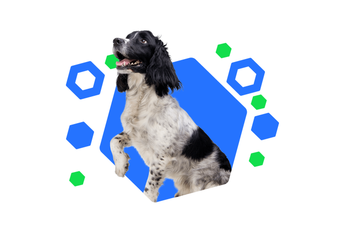 Ein niedlicher Hund mit schwarz-weißem Fell hebt seine rechte Pfote und schaut fröhlich in die Ferne. Der bunte, hexagonale Hintergrund betont die verspielte und freundliche Natur des Hundes.